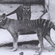 Tilacinos en el Zoológico Nacional de Washington en 1902